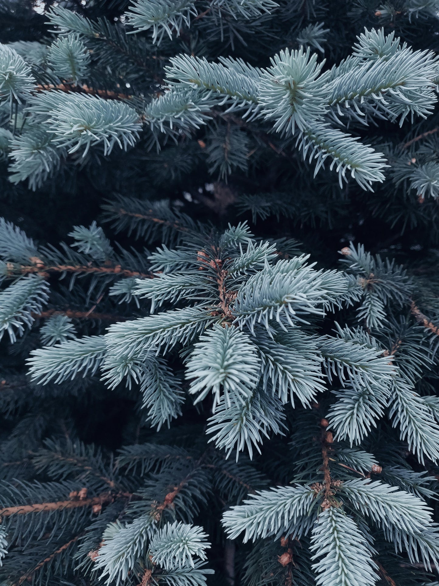 Sapin & feuille de houx